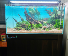 Hồ Thuỷ Sinh Kích Thước 90X45X45CM Phong Cách Nature 