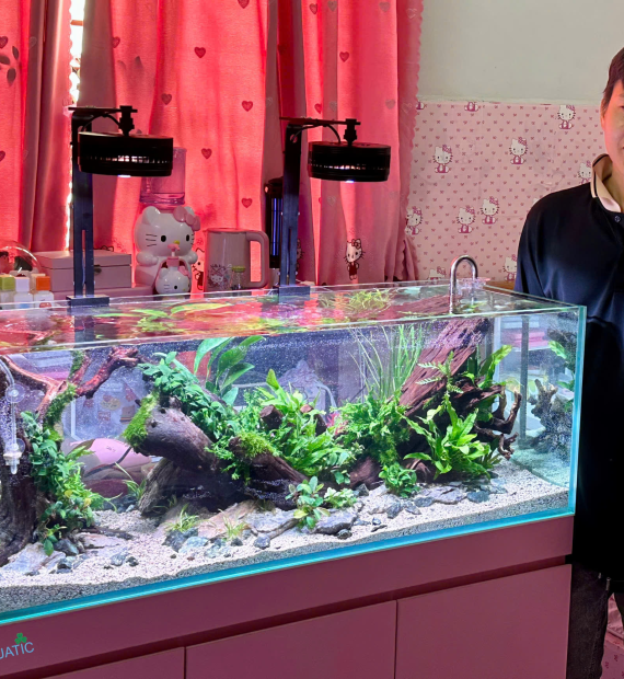 DỰ ÁN THI CÔNG HỒ THỦY SINH TRỌN GÓI KÍCH THƯỚC 120X40X40CM cho khách hàng tọa lạc tại tân phước khánh , tân uyên , bình dương 