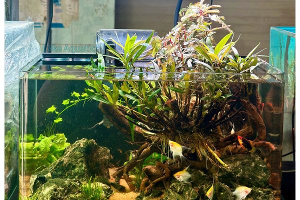 LAKE AQUATIC - đơn vị cung cấp và thi công hồ cá thủy sinh uy tín tại Bình Dương