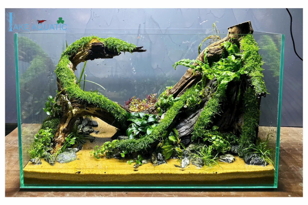 Thi công hồ cá thuỷ sinh tại tphcm