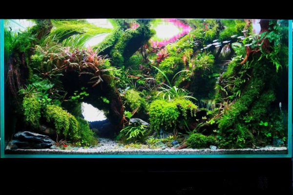 thi công hồ thủy sinh tại Bình Dương