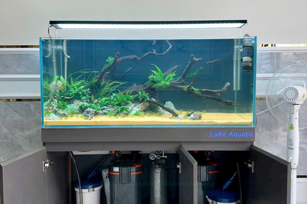 Hồ thủy sinh là gì? Lợi ích và quy trình thi công hồ cá thủy sinh chuẩn.