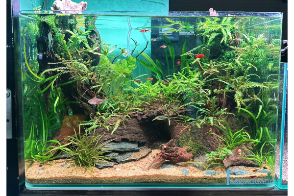 Kinh Nghiệm Chơi Thủy Sinh Cho Người Mới Bắt Đầu 