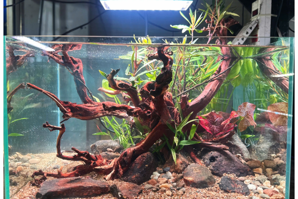 Lake Aquatic - chuyên hồ thủy sinh để bàn