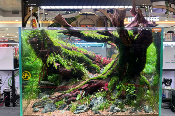 CUỘC THI THIẾT KẾ BỐ CỤC HỒ THỦY SINH - THIẾT KẾ TRỰC TIẾP HỒ THỦY SINH QUỐC TẾ