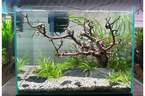 Hồ Thuỷ Sinh Phong Cách Tối Giản Là Gì ?