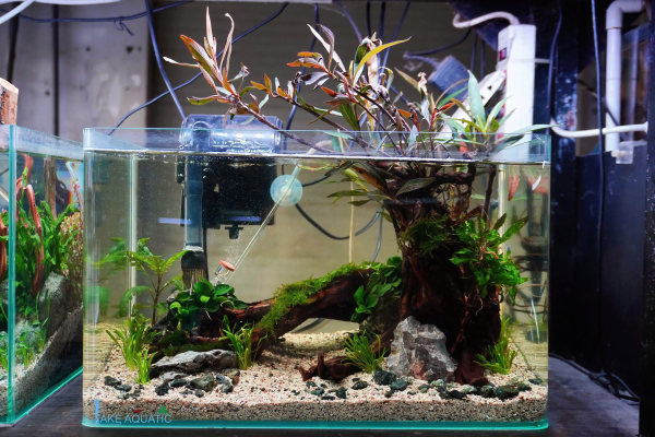 Hồ Thủy Sinh Để Bàn - Bố Cục Chính Cây Mị Nương Đơn Giản Dễ Chăm Sóc