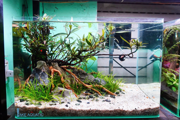 Hồ Thủy Sinh Để Bàn Làm Việc Thiết kế Nhỏ Gọn Bố Cục Chính Cây Mị Nương