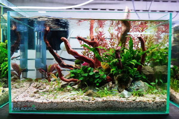 Hồ Thủy Sinh Để Bàn Làm Việc Thiết kế Nhỏ Gọn Bố Cục NATURE 