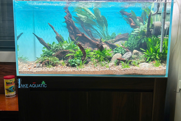 Hồ Thuỷ Sinh Kích Thước 90X45X45CM Phong Cách Nature 