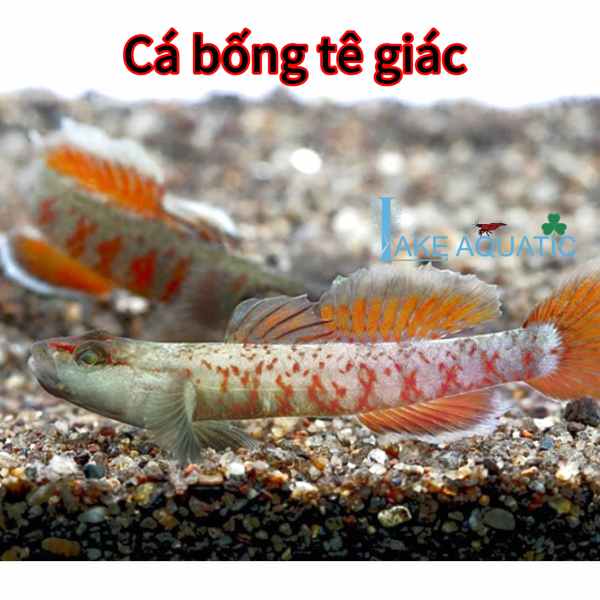 cá bống  Rhinogobius Zhoui - bống tê giác