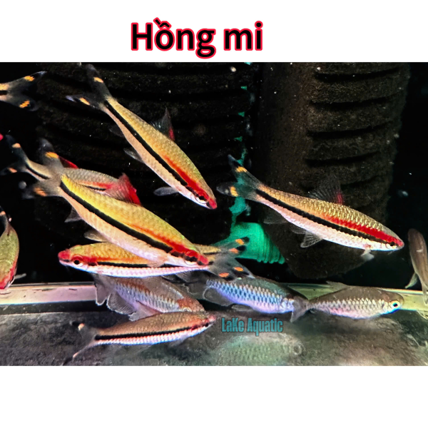 cá hồng mi ấn độ