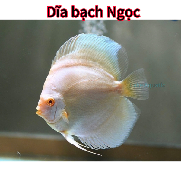 cá dĩa bạch ngọc