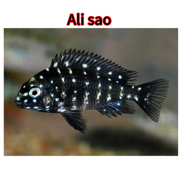 Cá Ali Sao tại LAKE AQUATIC