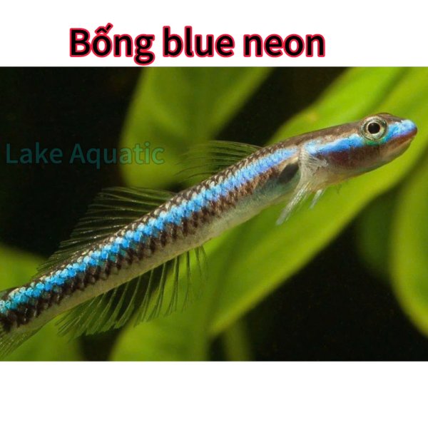cá Bống Blue Neon